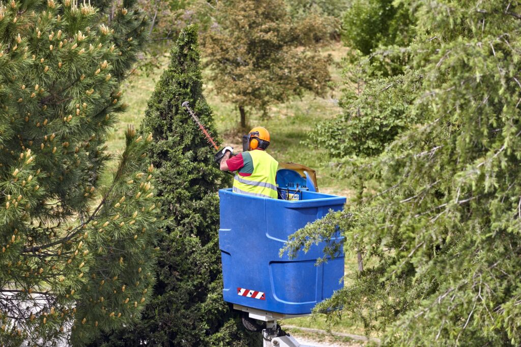 Toaletare Arbori Cluj-Napoca