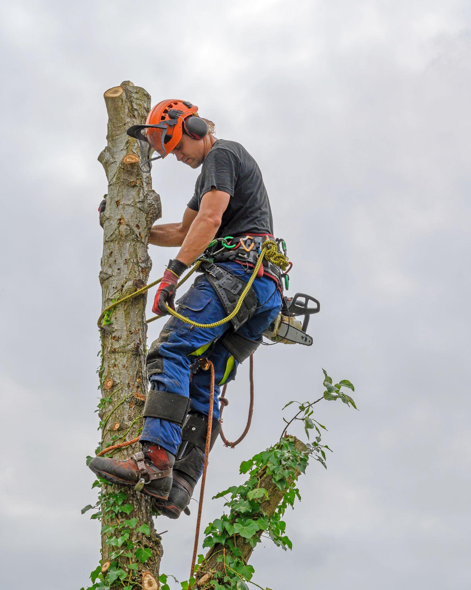 Igienizarea Arborilor din Parcurile din Zalău