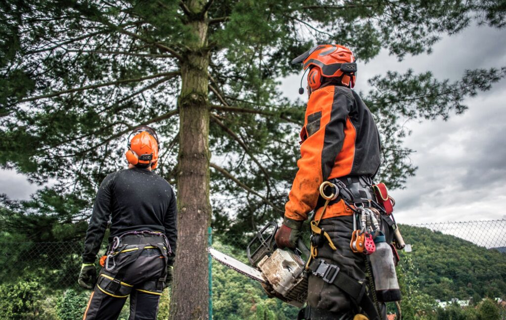 Întreținerea Arborilor din Sibiu